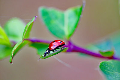 Close-up of insect on flower