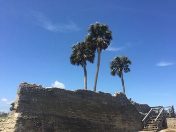 Low angle view of palm trees against blue sky