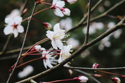 Close-up of white flowers on branch