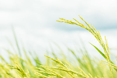 Close-up of wheat growing on field against sky