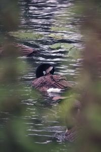 Duck swimming in lake