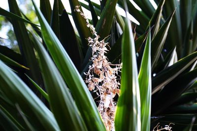 Close-up of bamboo plants on field