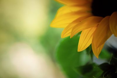 Close-up of yellow flowering plant