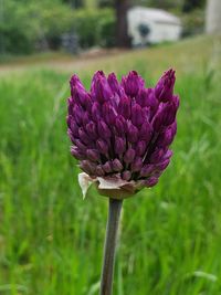 Close-up of pink flowering plant on field