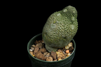 Close-up of banana against black background