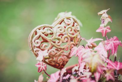 Close-up of pink roses