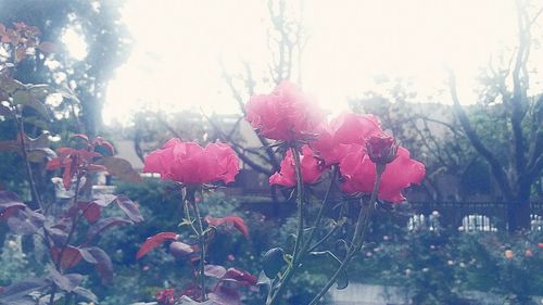 Pink flowers blooming on tree