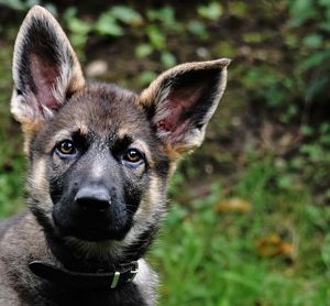 Close up portrait of dog