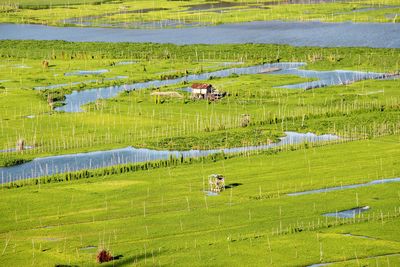 Flock of sheep on field