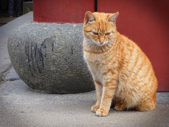 Portrait of ginger cat sitting outdoors