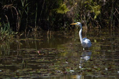 Bird on a lake