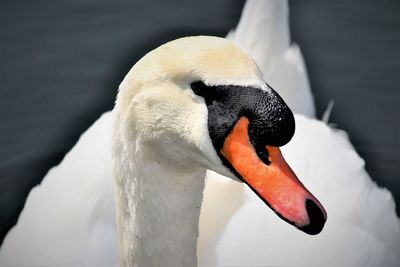 Close-up of swan swimming in water