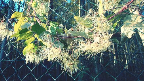 Close-up of chainlink fence