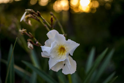 Close-up of white flowers blooming outdoors