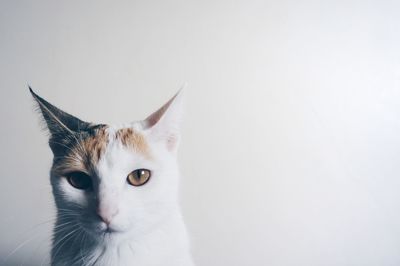 Portrait of cat against white background