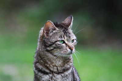 Close-up of a cat looking away