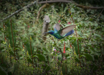 Bird flying in a forest