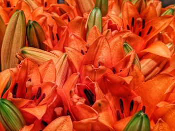 Full frame shot of orange roses