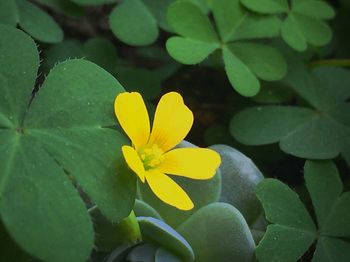 Close-up of yellow flowers blooming outdoors