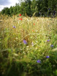 Close-up of poppy field