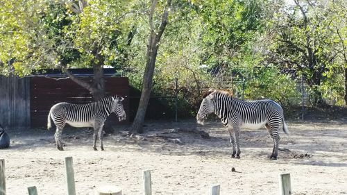 Zebra crossing