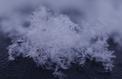 Close-up of snowflakes