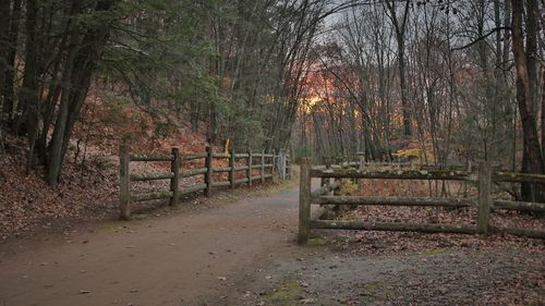 Trees in forest during autumn