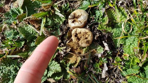 Cropped image of person holding plant