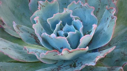 Close-up of cactus plant