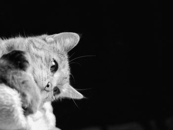 Close-up of cat against black background