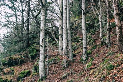 Low angle view of trees in forest