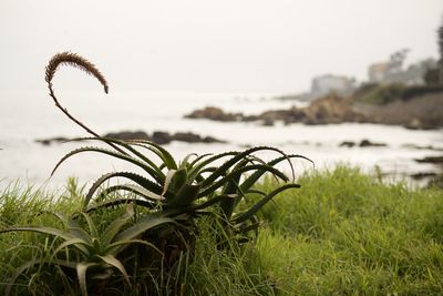 Close-up of plants against sky