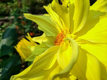 Close-up of yellow flowering plant