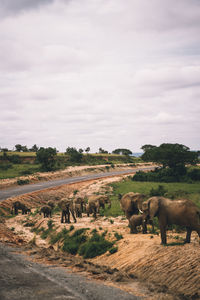 Elefant grazing on field against sky