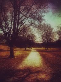 Bare trees at sunset