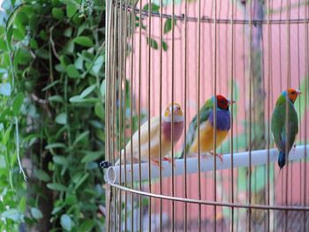 Close-up of parrot perching on metal in cage