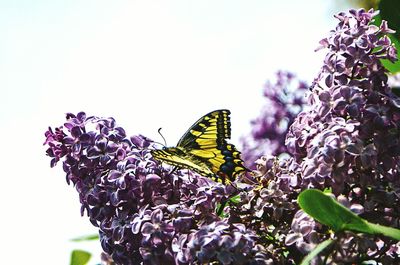 Close-up of butterfly perching on flower