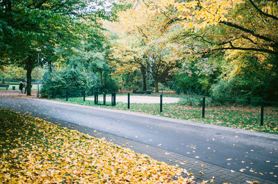 Autumn leaves on road