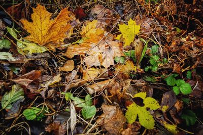 Close-up of dry autumn leaves in forest