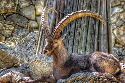 Long horned goat sitting on rock