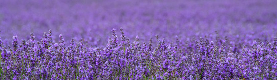 Close-up of fresh purple flowers in field