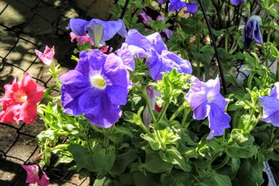 Close-up of purple flowers blooming outdoors