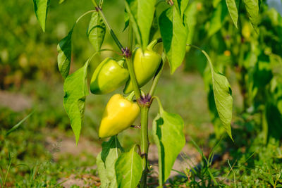 Close-up of green plant