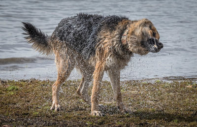 Dog standing on beach