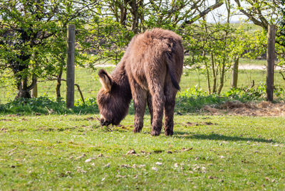 View of a donkey on field