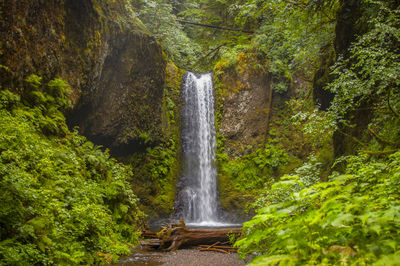 Scenic view of waterfall in forest