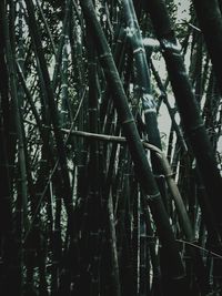 Full frame shot of bamboo trees in forest