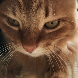 Close-up portrait of cat