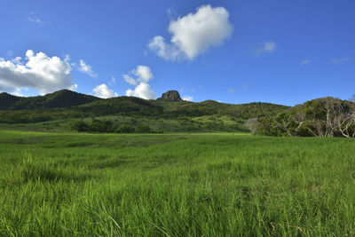 Scenic view of field against sky