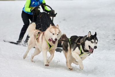 View of dogs on snow covered land